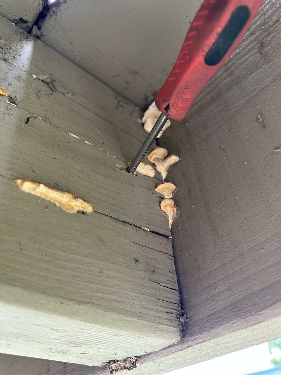 Rotted balcony joist discovered during inspection in Los Angeles