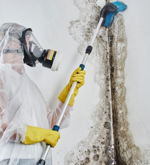 Ultimate-Cheat-Sheet-on-Mold-Remediation-Aurora-IL